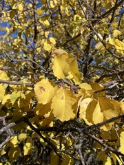 Amelanchier utahensis