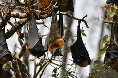 Pteropus poliocephalus