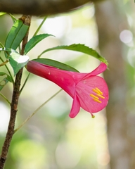 Philesia magellanica