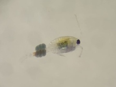 Copepoda