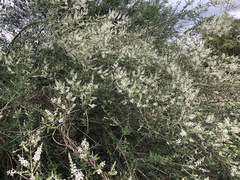Aloysia