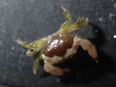 Xanthoidea