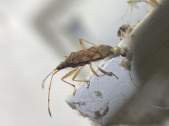 Ozophora picturata