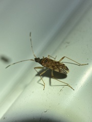 Ozophora picturata