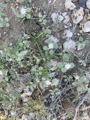 Drymaria holosteoides