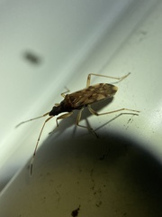 Ozophora picturata