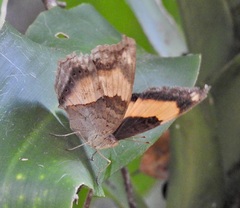 Yoma sabina