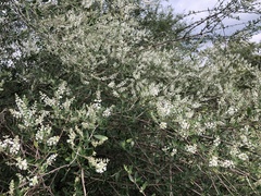 Aloysia
