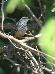 Campylorhynchus zonatus