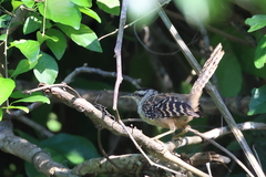 Campylorhynchus zonatus