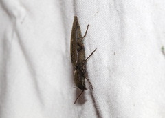 Orthostethus infuscatus