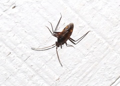 Eustictus