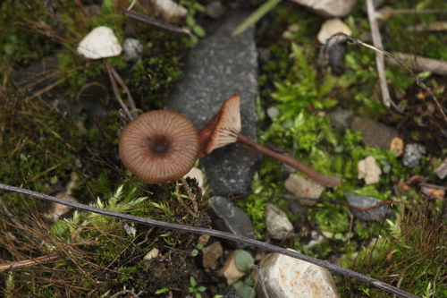 Omphalina subhepatica