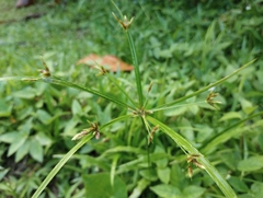 Cyperus laxus