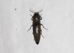 Orthostethus infuscatus