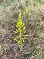 Bulbine bulbosa