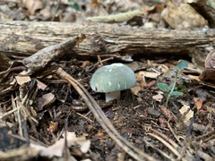 Virescentinae