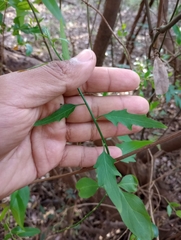 Solanum amygdalifolium