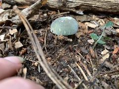 Virescentinae