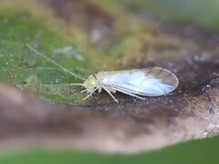 Xanthocaecilius sommermanae