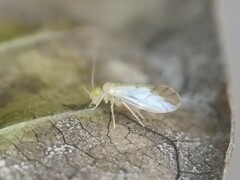 Xanthocaecilius sommermanae