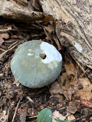 Virescentinae