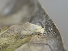 Xanthocaecilius sommermanae