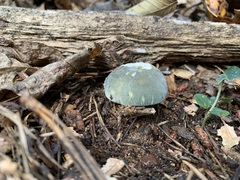Virescentinae