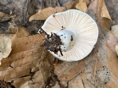 Virescentinae