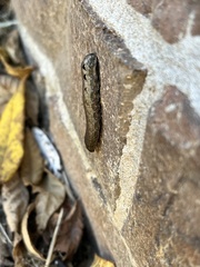 Spodoptera eridania