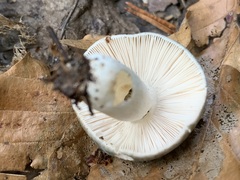 Virescentinae