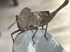 Xyleus discoideus