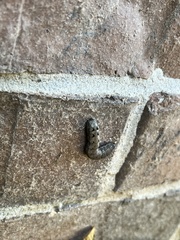 Spodoptera eridania