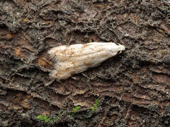 Endophthora omogramma