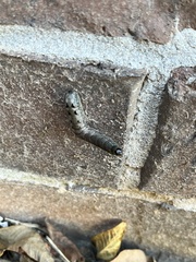 Spodoptera eridania