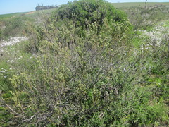 Leucadendron stellare