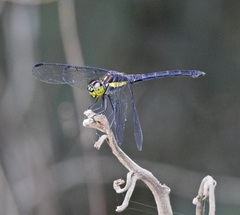 Agrionoptera longitudinalis biserialis