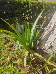 Aloe