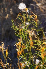 Asclepias fascicularis