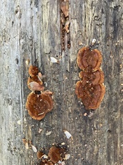 Gloeophyllum sepiarium