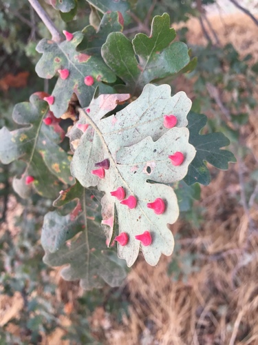 Red Cone Gall Wasp photo 5