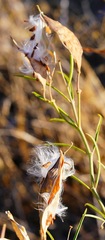 Asclepias fascicularis