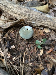 Virescentinae