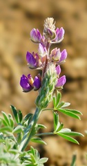 Lupinus formosus