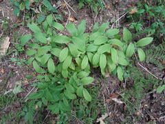 Uvularia grandiflora
