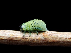 Dicranosterna semipunctata