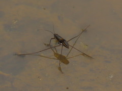 Limnogonus