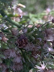 Eupatorium compositifolium