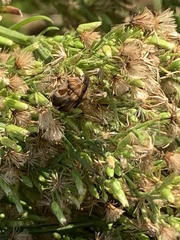 Eupatorium compositifolium