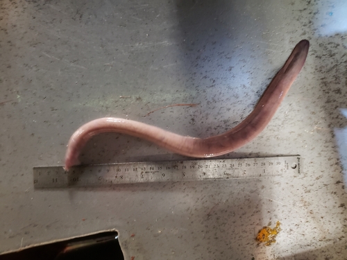 Atlantic hagfish (Myxine limosa) — Myxinidae — 3